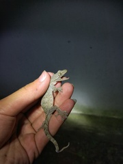 Gekko japonicus
