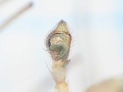 Philodromus longipalpis
