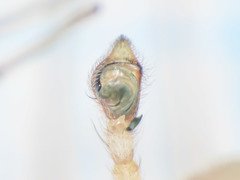 Philodromus longipalpis
