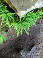 Pteris cretica