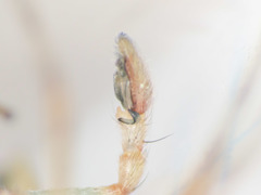 Philodromus longipalpis