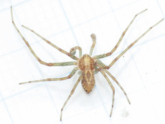 Philodromus longipalpis