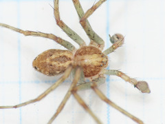 Philodromus longipalpis