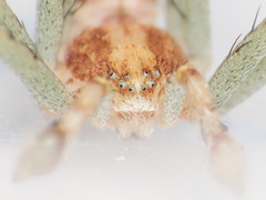 Philodromus longipalpis