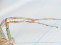 Philodromus longipalpis