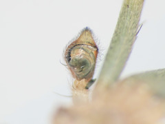 Philodromus longipalpis