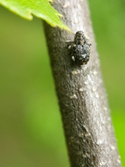 Lechriops