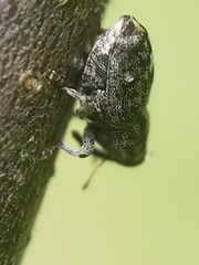 Lechriops