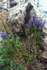 Polygala alpicola