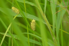 Carex pellita