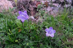 Campanula tridentata biebersteiniana