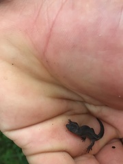 Sphaerodactylidae