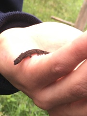 Sphaerodactylidae