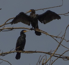 Phalacrocorax carbo