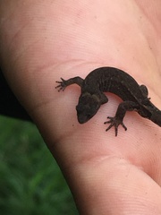 Sphaerodactylidae