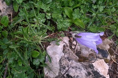 Campanula tridentata biebersteiniana