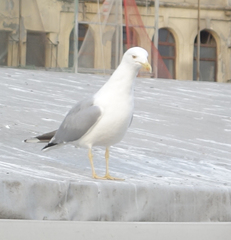 Larus michahellis