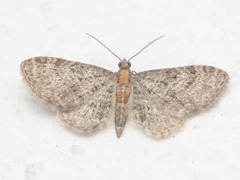 Eupithecia haworthiata