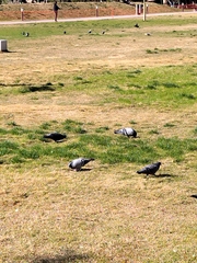 Columba livia domestica