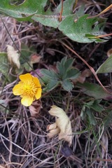 Anemonastrum speciosum