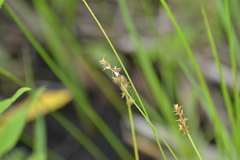 Carex sterilis