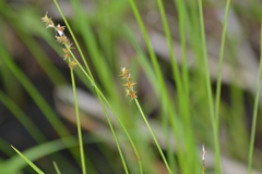 Carex sterilis