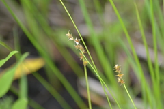 Carex sterilis