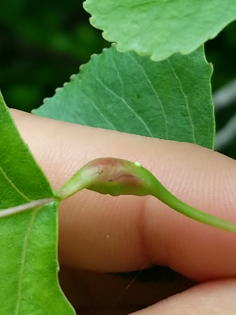 Poplar Petiole Gall Aphid