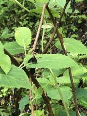 Chrysopilus davisi