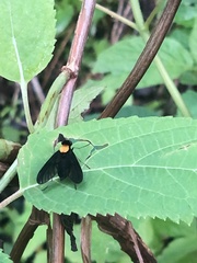 Chrysopilus davisi