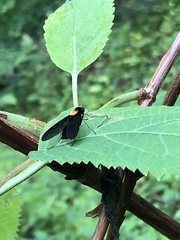 Chrysopilus davisi