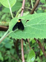 Chrysopilus davisi