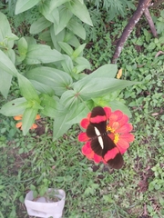 Heliconius melpomene