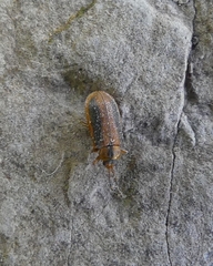 Galerucella calmariensis