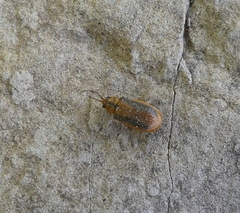 Galerucella calmariensis