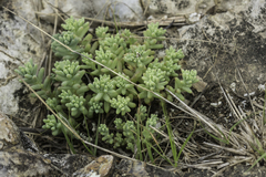 Sedum nuttallii