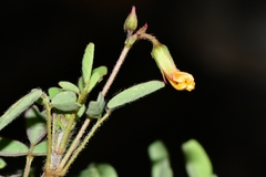 Oxalis frutescens