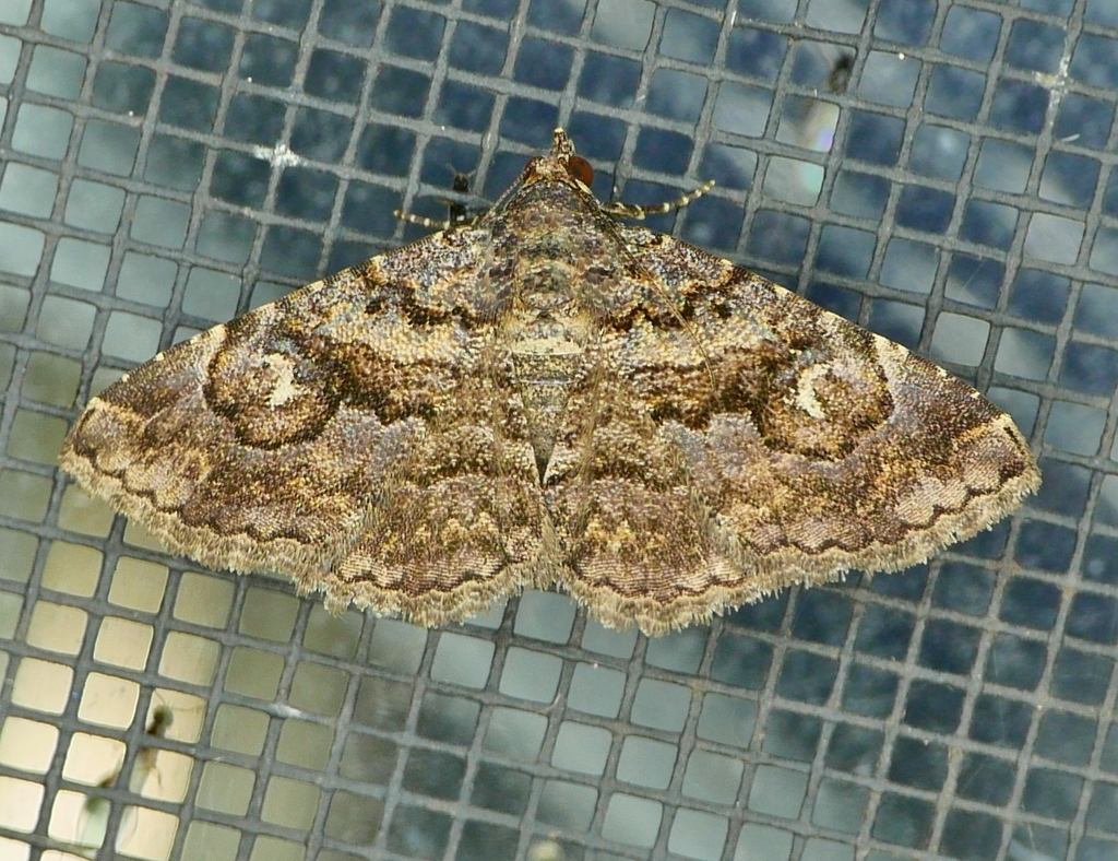 Toxonprucha