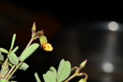 Oxalis frutescens