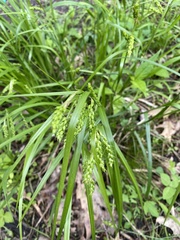 Carex davisii