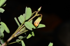Oxalis frutescens