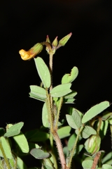 Oxalis frutescens