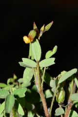 Oxalis frutescens