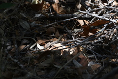 Aspidoscelis stictogrammus