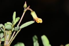 Oxalis frutescens