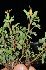 Oxalis frutescens