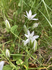 Ornithogalum orthophyllum