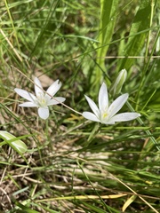 Ornithogalum orthophyllum