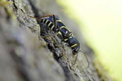 Xylotrechus antilope