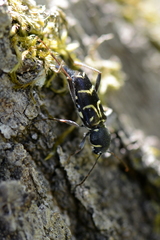 Xylotrechus antilope